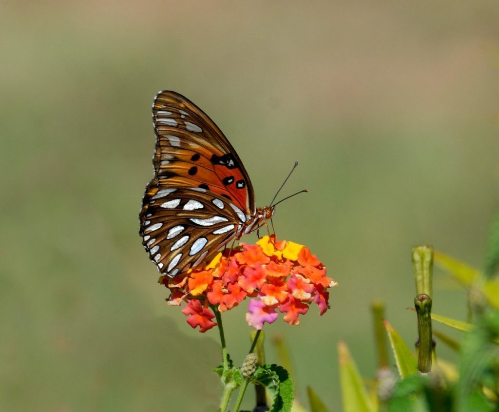 gulf fritillary, butterfly, insect
